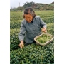Teeseminar "CHINA"